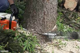 Best Firewood Processing and Delivery  in Lexington, TX