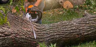Lexington, TX Tree Care Company
