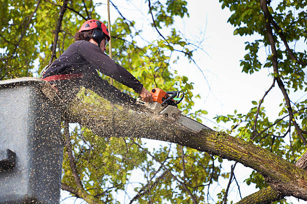 Best Root Management and Removal  in Lexington, TX